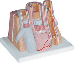 ARTERY AND VEIN ANATOMY