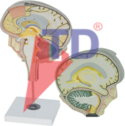 BRAIN SECTION