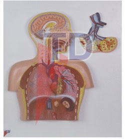 human respiratory system