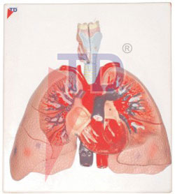 heart with lung and larynx
