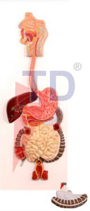 human digestive system