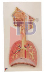 respiratory system