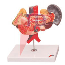 median section of male and female pelvis