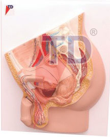 median section of male pelvis