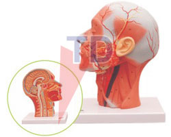 human half head and neck with muscles