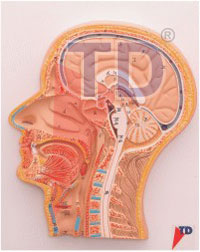 half of head and brain