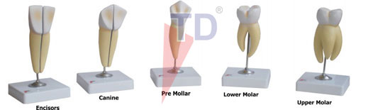 human tooth