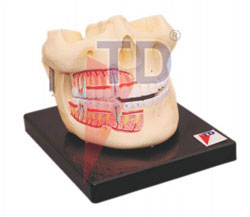 human upper and lower jaw