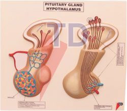 pituitary gland