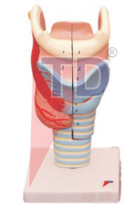 human larynx