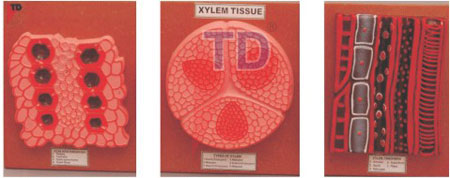 xylem tissue