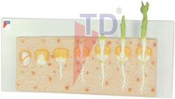 monocot seed germination model