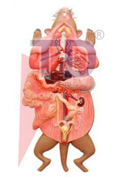 rat disection model