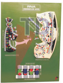 rna model