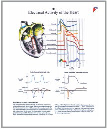 human fetal circulation