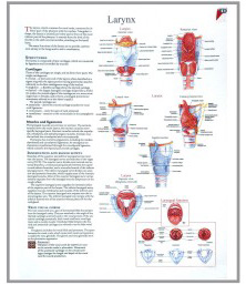 human fetal circulation