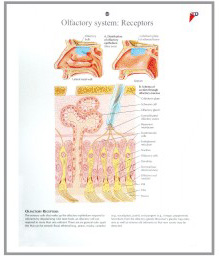 human fetal circulation