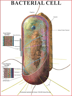 BACTERIAL CELL