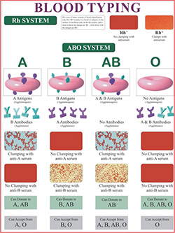 BLOOD TYPING