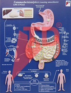 entamoeba-histolytica