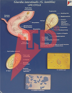 giardia-intestinals-life-cycle