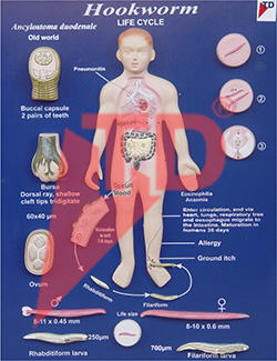 hookworm-life-cycle