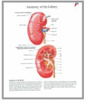 median section of male and female pelvis