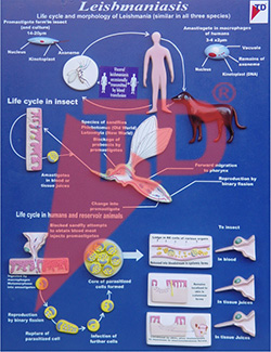 leishmaniasis