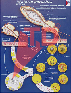 malaria-parasites