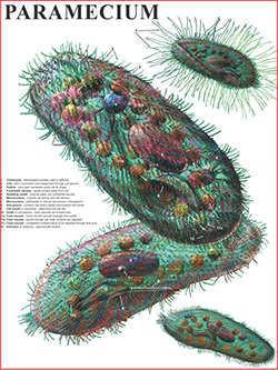 PARAMECIUM